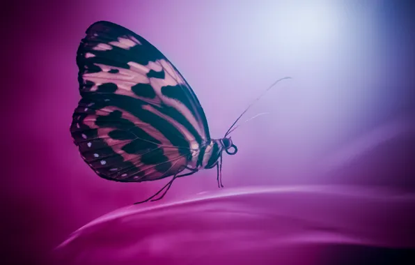 Фон, бабочка, цвет, крылья, насекомое, мотылек