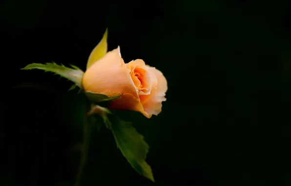 Цветок, макро, Beautiful Rose