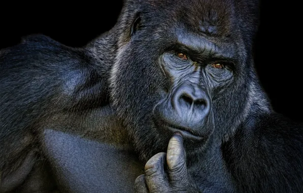 Портрет, горилла, задумчивый