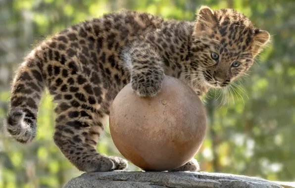 Игра, шар, малыш, леопард
