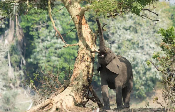 Картинка природа, дерево, хобот, Африканский слон