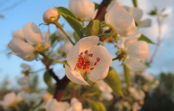 Весна, цветение, spring, соцветие, blooming, ветка с соцветием, цветение весной