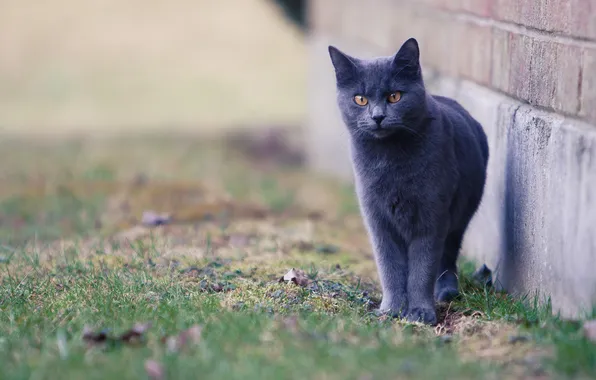 Кошка, кот, взгляд, поза, серый, стена, мордашка, британский