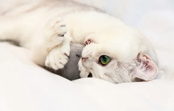 Кошка, белый, взгляд, поза, котенок, игрушка, игра, мышка