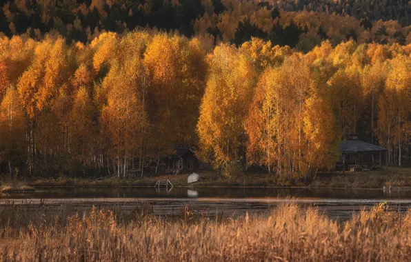 Осень, лес, свет, деревья, озеро, река, берег, лодка