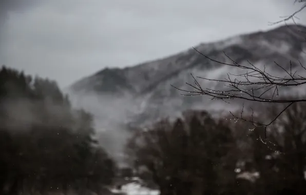 Winter, mountain, fog