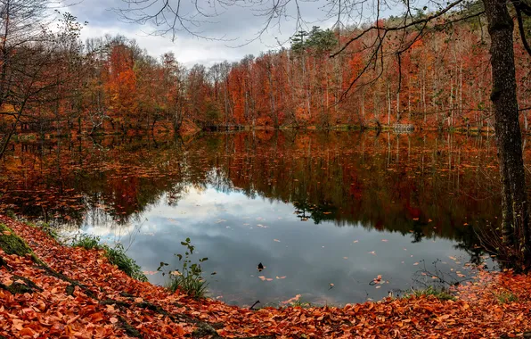 Осень, лес, облака, ветки, озеро, пруд, отражение, берег