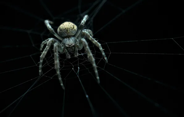 Spider, web, ambush