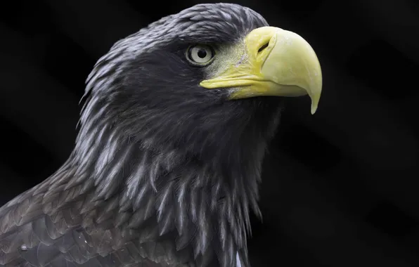 Птица, голова, клюв, Белоплечий орлан, Ali Pashang, Steller's sea eagle