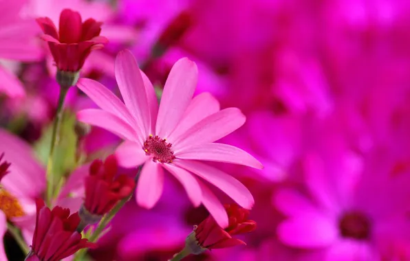 Картинка цветы, яркие, розовые, цинерария, Senecio-Cruentus