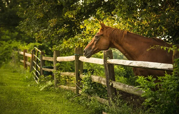 Картинка лето, конь, забор