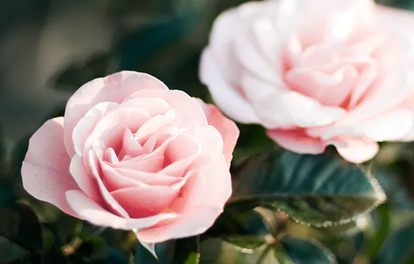 Цветы, розы, лепестки, розовые