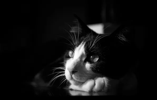 Кошка, черно-белая, лежа, монохромное
