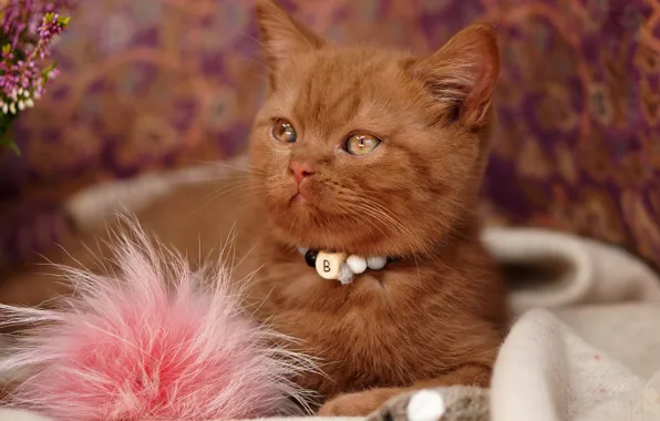 Кошка, взгляд, цветы, поза, котенок, портрет, рыжий, ткань