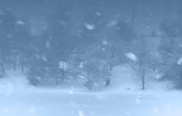 Картинка зима, лес, снег, деревья, метель