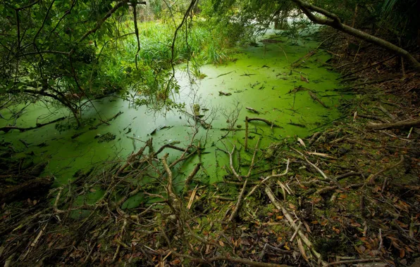 Картинка трава, деревья, болото