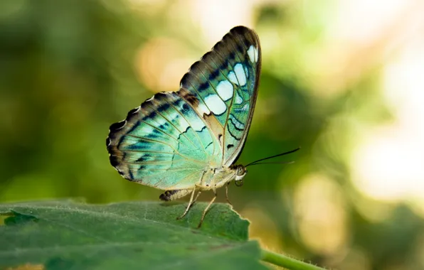 Green, wings, butterfly, leaves
