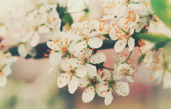 Цветы, вишня, ветви, нежность, цвет, весна, лепестки, цветение