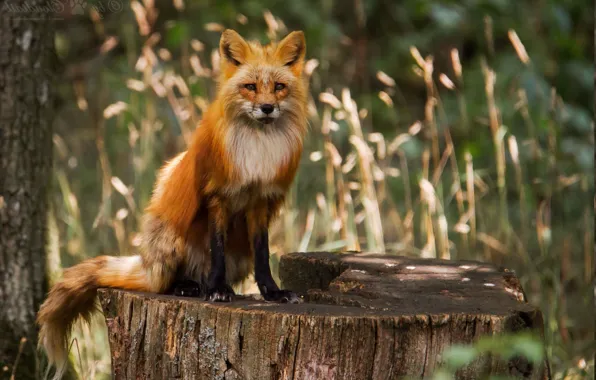 Картинка red, fox, animal, wildlife