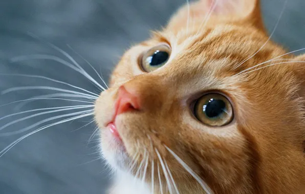 Кошка, глаза, усы, взгляд, поза, котенок, портрет, рыжий