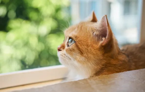 Кошка, кот, взгляд, свет, поза, окно, рыжий, профиль