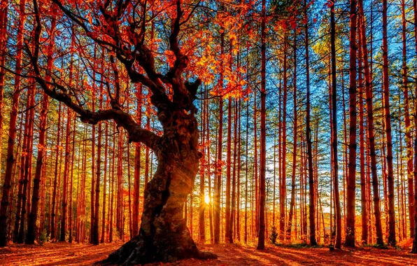 Осень, небо, солнце, деревья, листва, Лес