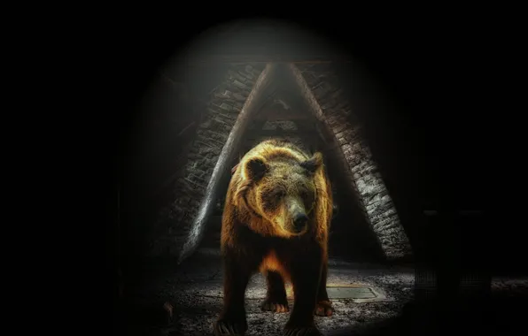 Картинка фон, медведь, зверь