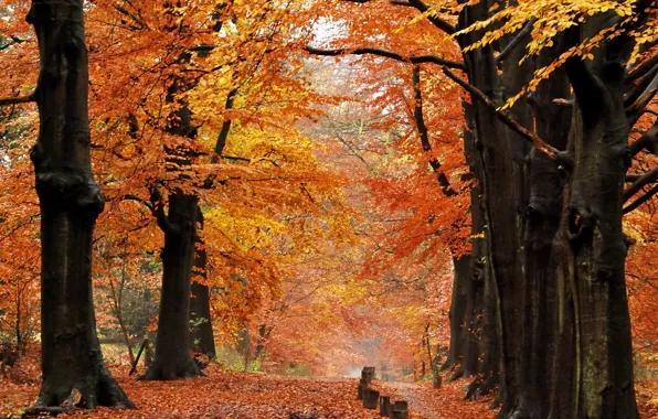 Осень, лес, листья, деревья, природа, тропа, Nature, листопад