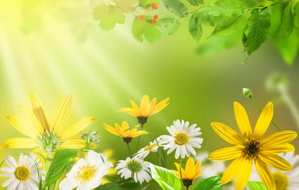 Картинка лето, листья, цветы, желтый, природа, зеленый, ромашка, ярко