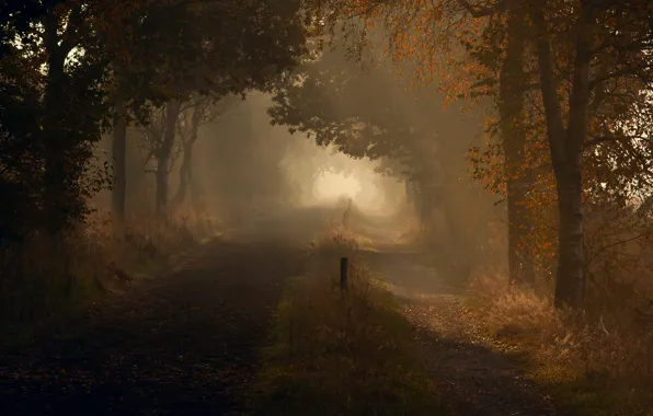 Картинка дорога, осень, капли, свет, природа, утро