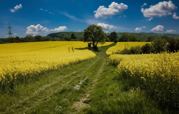 Дорога, лес, луг, рапс, рапсовое поле