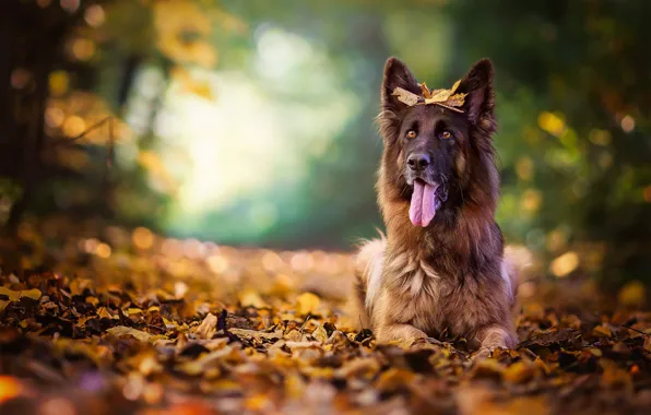 Картинка осень, язык, листья, собака, боке, овчарка