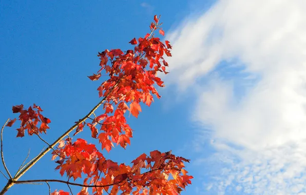 Картинка осень, небо, листья, облака, ветка