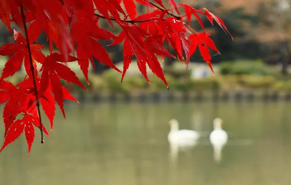 Картинка осень, листья, птицы, озеро, ветка, клен, багрянец