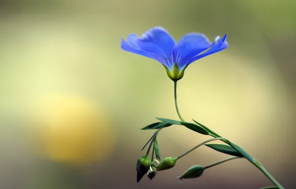 Картинка цветок, голубой, лен, бутоны