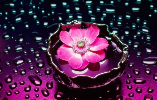 Картинка цветок, вода, ваза