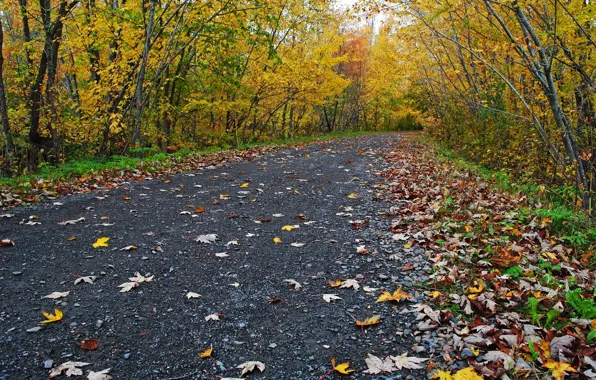 Картинка Fall, Autumn, Road