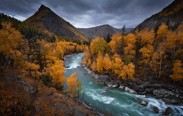 Осень, деревья, горы, река, Россия, Алтай, Алтайские горы, Река Чуя