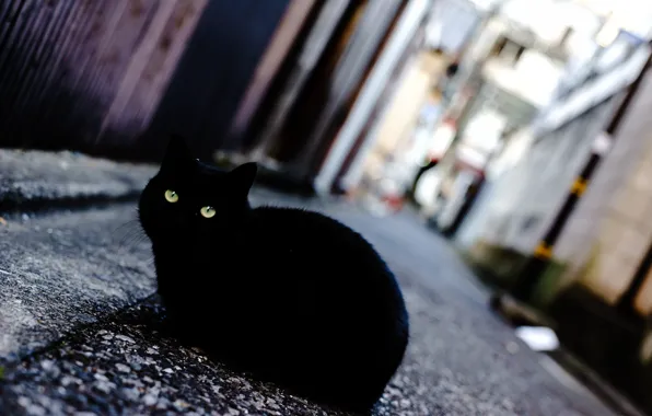 Картинка глаза, кот, улица, черный