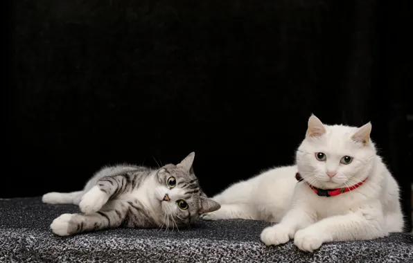 Кошка, белый, кот, взгляд, кошки, котенок, коты, пара