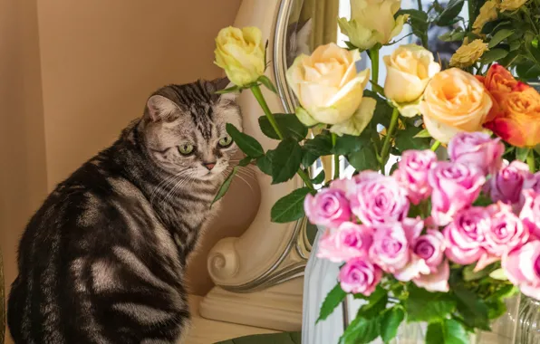 Кошка, кот, цветы, розы, букет, желтые, зеркало, серая