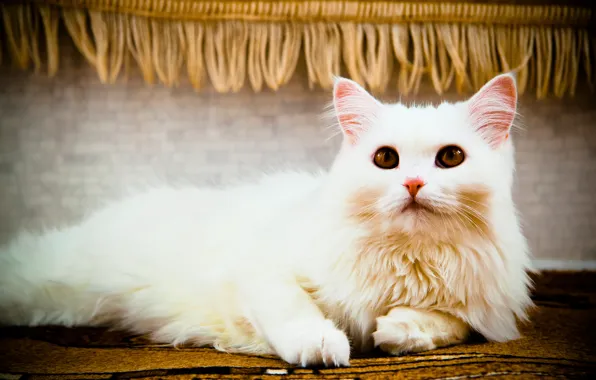 Картинка кошка, белый, глаза, кот, взгляд, кошки, лежит