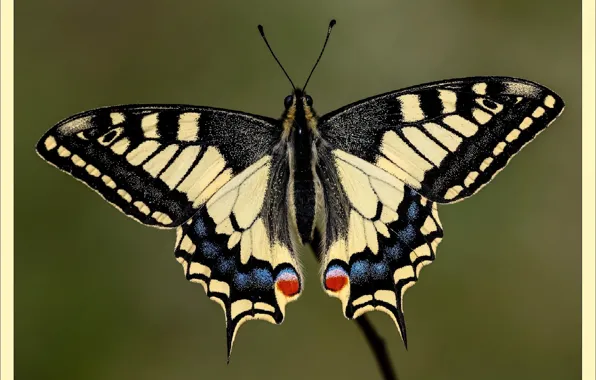 Макро, бабочка, картина, picture, Macro, batterfly, для печати, for print