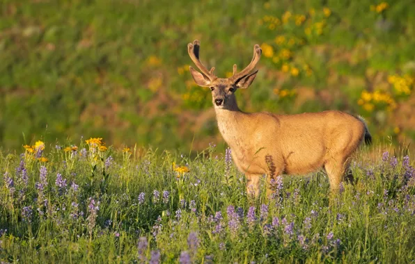 Картинка поле, лето, свет, цветы, природа, олень, луг