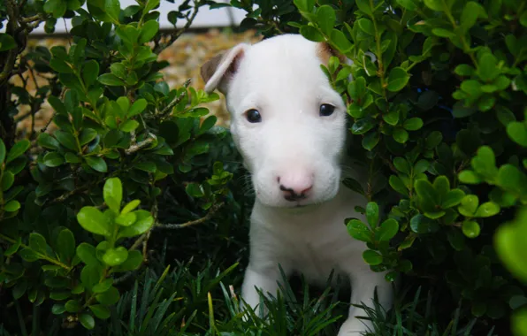 Love, Dog, Baby, Green, White, Bull, Terrier