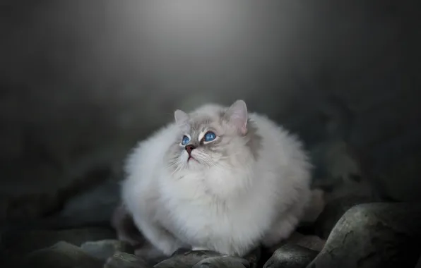 Кошка, кот, природа, поза, камни, серая, голубые глаза, мордашка