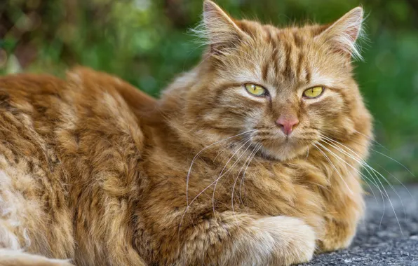 Кот, взгляд, фон, рыжая