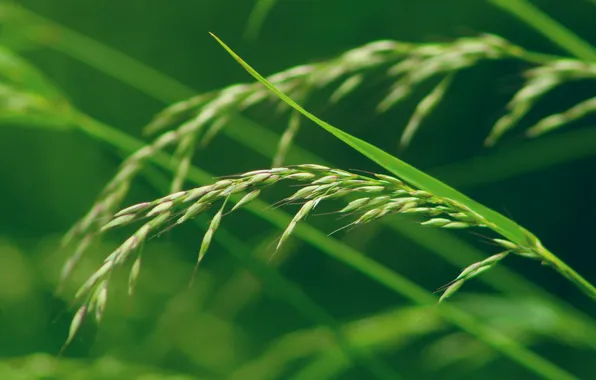 Green, grass, plant