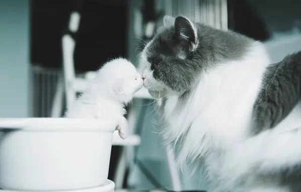 Кошка, белый, кошки, котенок, малыш, горшок, ласка, детеныш