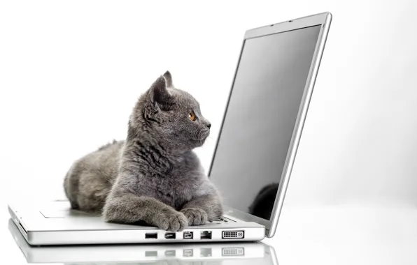 Кот, серый, белый фон, лежит, ноутбук, дисплей, Hi-Tech